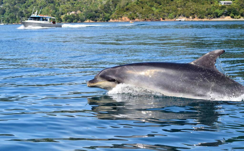 Lochmara Lodge - 20Mins By Boat From Picton Lochmara Bay Extérieur photo
